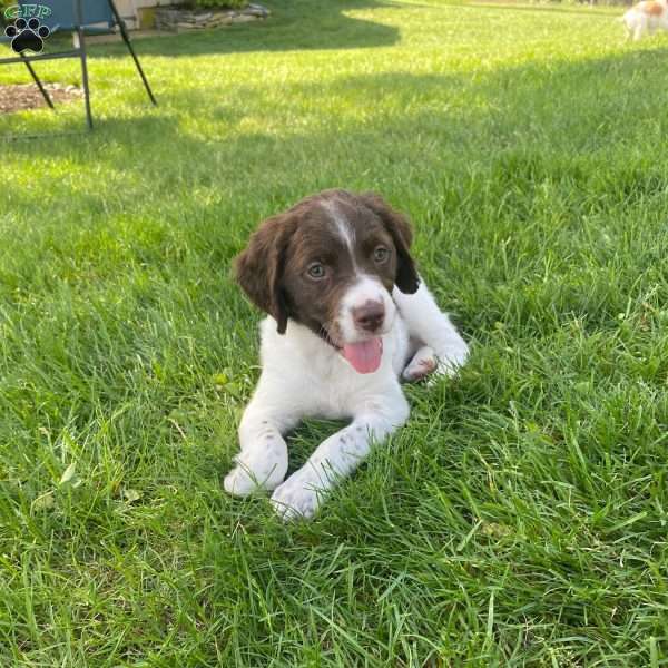 Tiff, Brittany Spaniel Puppy