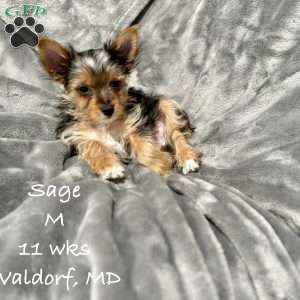 Sage, Yorkie Puppy