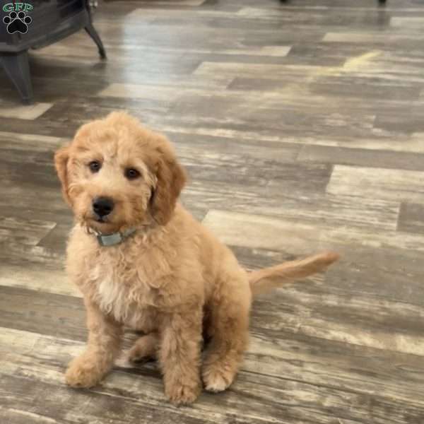 Finn, Mini Goldendoodle Puppy