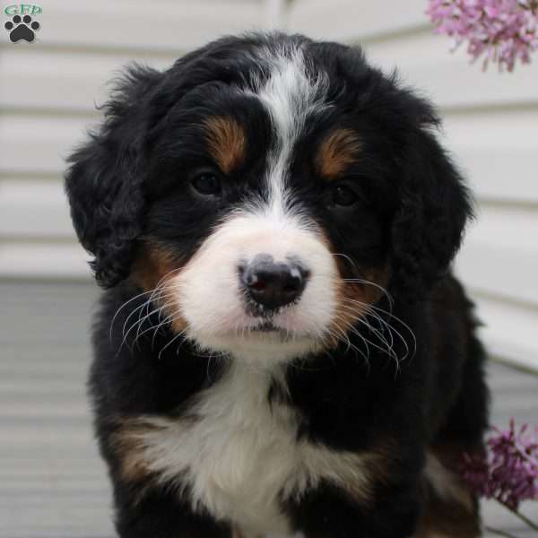 Jada, Bernedoodle Puppy