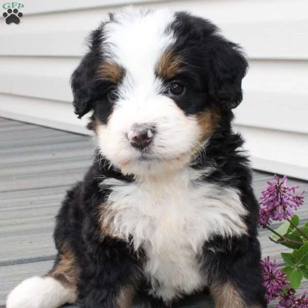 Jemma, Bernedoodle Puppy