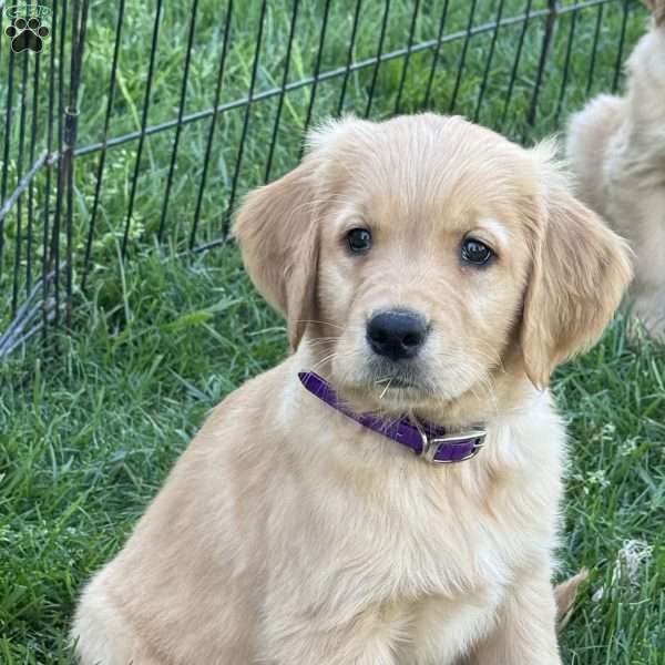 Grayson, Golden Retriever Puppy