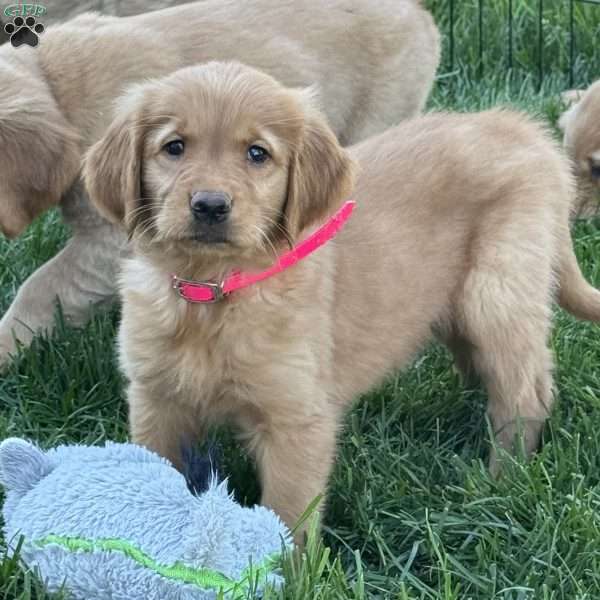 Greta, Golden Retriever Puppy