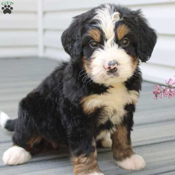 Jewels, Bernedoodle Puppy