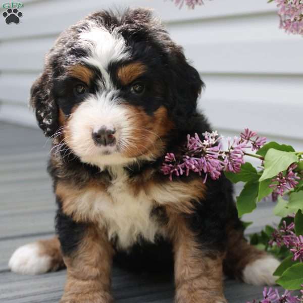 Jojo, Bernedoodle Puppy