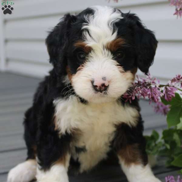 Jesslyn, Bernedoodle Puppy