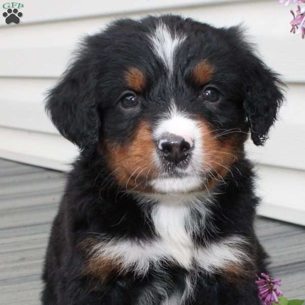 Jackson, Bernedoodle Puppy