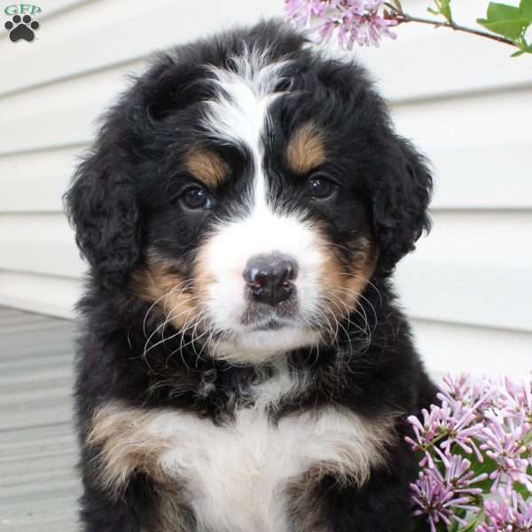 Judd, Bernedoodle Puppy