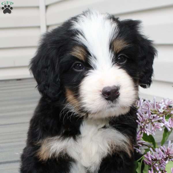 Jett, Bernedoodle Puppy