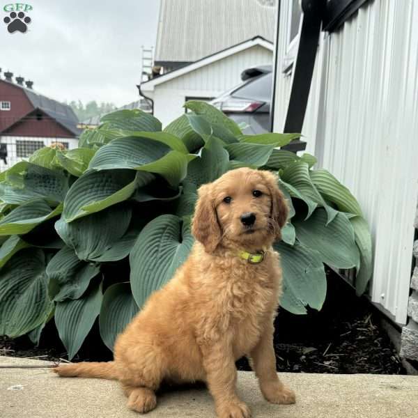 Holly, Goldendoodle Puppy