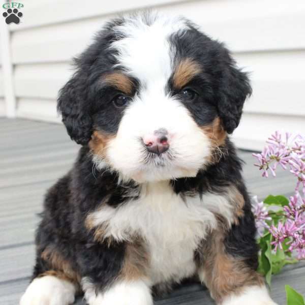 Jenson, Bernedoodle Puppy