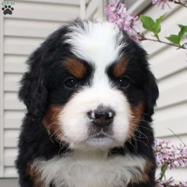 Jace, Bernedoodle Puppy