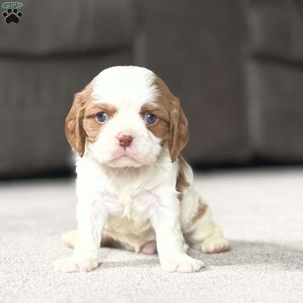 Chip, Cavalier King Charles Spaniel Puppy