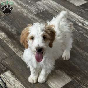 Taffy, Goldendoodle Puppy