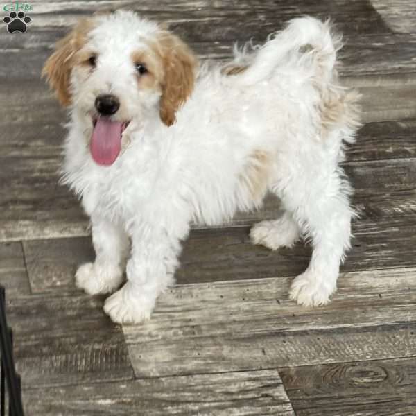 Taffy, Goldendoodle Puppy