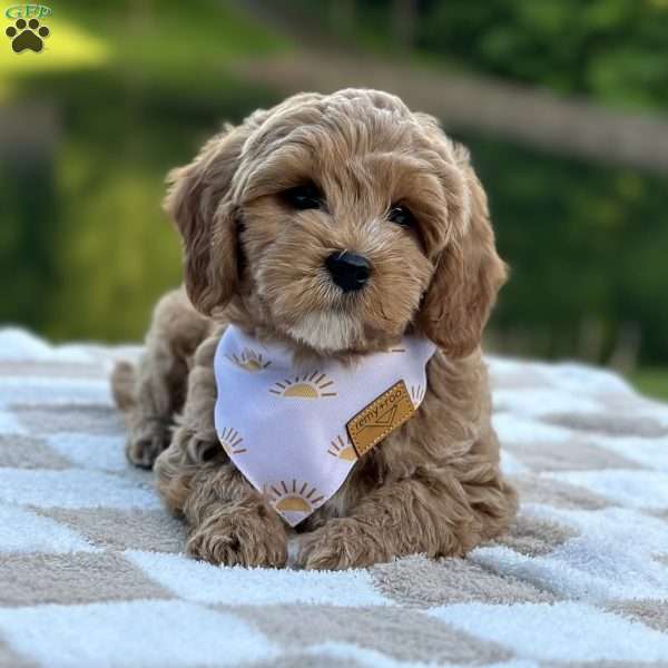 Cosmo, Mini Goldendoodle Puppy
