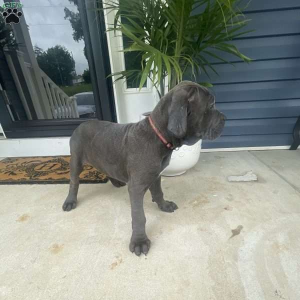 Reg, Cane Corso Puppy