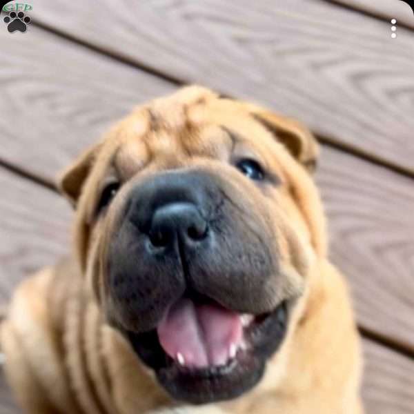 Dorothy, Shar Pei Puppy