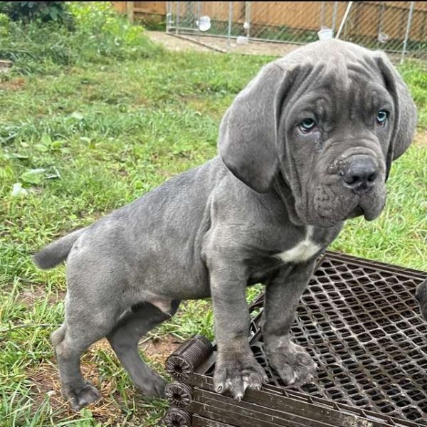 Oj, Cane Corso Puppy