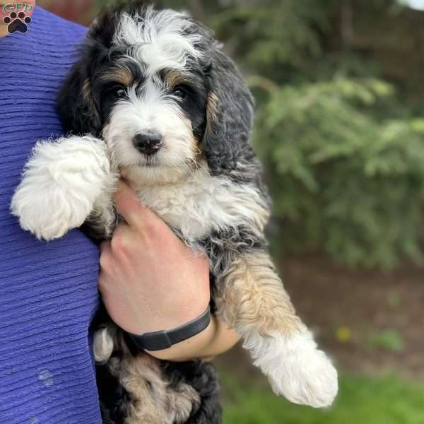 Pippin, Mini Bernedoodle Puppy
