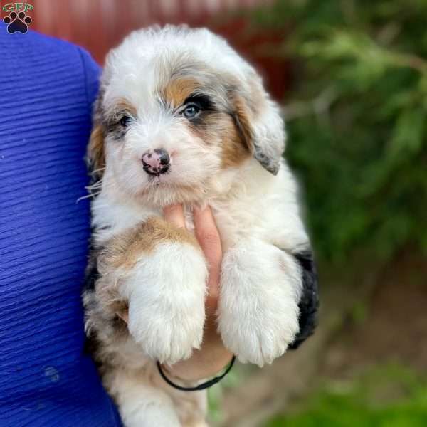 Patches, Mini Bernedoodle Puppy