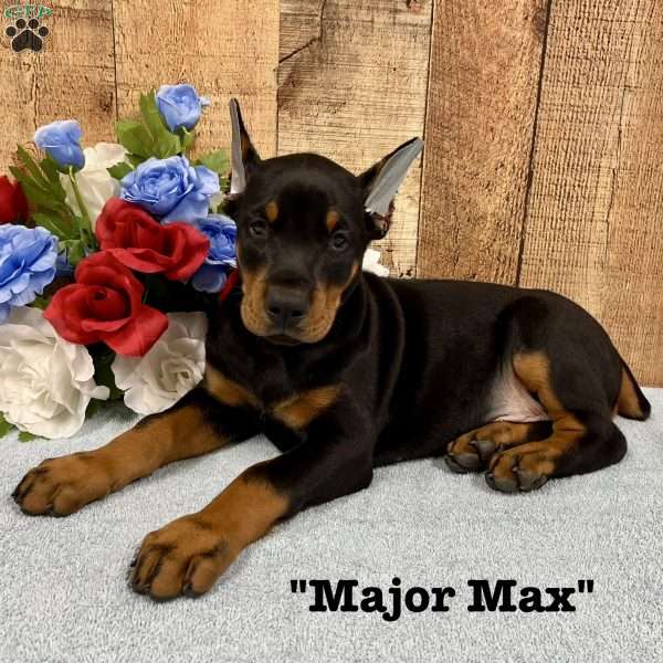 Major Max, Doberman Pinscher Puppy