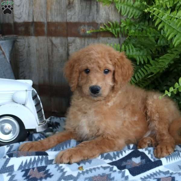 Ian, Goldendoodle Puppy