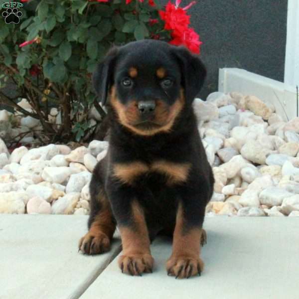 Iggy, Rottweiler Puppy