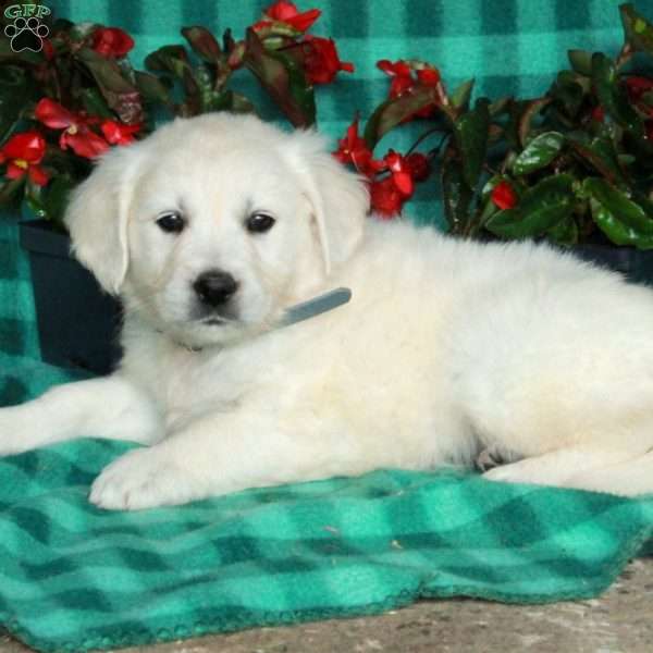 Iggy, English Cream Golden Retriever Puppy