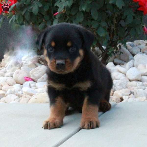 Ike, Rottweiler Puppy