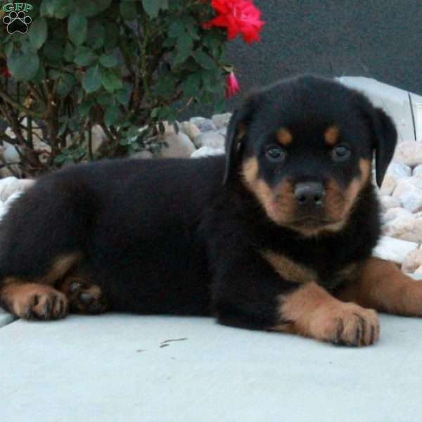 Indy, Rottweiler Puppy