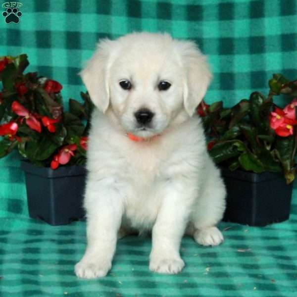 Ingrid, English Cream Golden Retriever Puppy