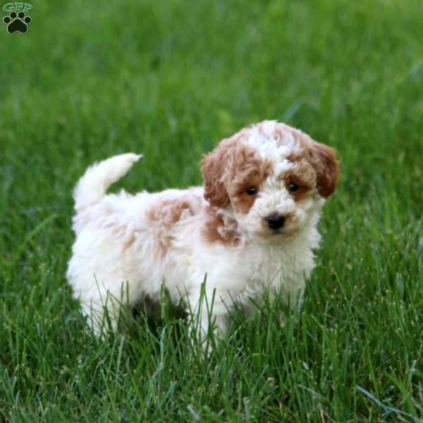 Inka, Miniature Poodle Puppy