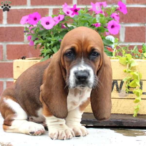 Inky, Basset Hound Puppy