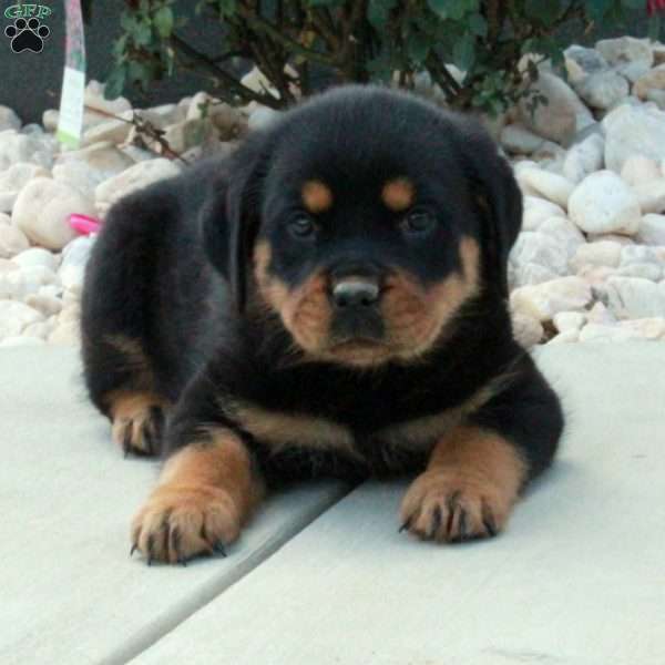 Iris, Rottweiler Puppy