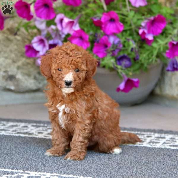 Isaac, Miniature Poodle Puppy