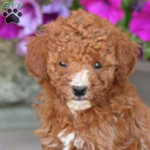 Isaac, Miniature Poodle Puppy