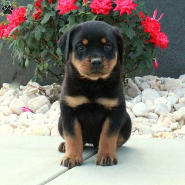 Isabel, Rottweiler Puppy