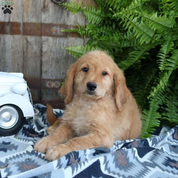 Isabel, Goldendoodle Puppy