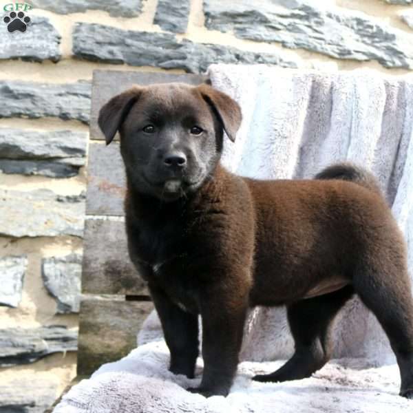 Isabel, Shiba Inu Mix Puppy