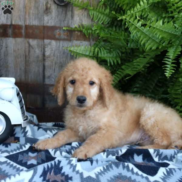 Isaiah, Goldendoodle Puppy