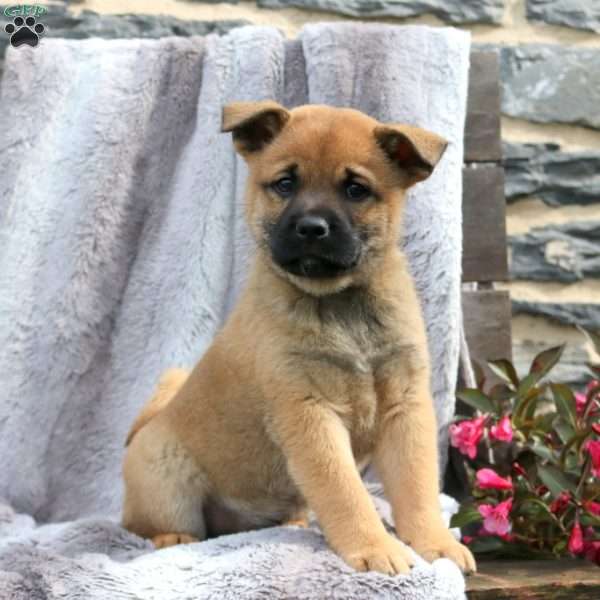 Isaiah, Shiba Inu Mix Puppy