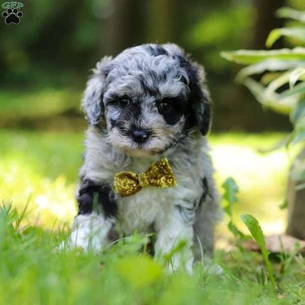 Ishmal, Miniature Poodle Puppy