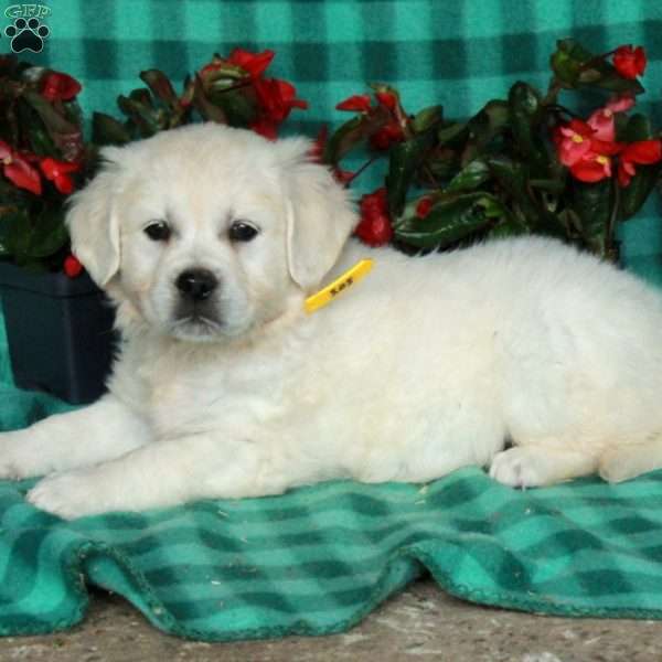 Isla, English Cream Golden Retriever Puppy