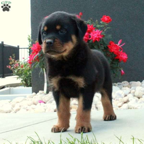 Ivan, Rottweiler Puppy