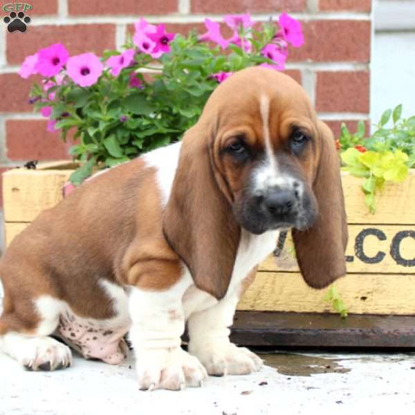 Ivers, Basset Hound Puppy