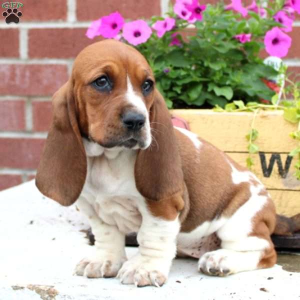 Ivy, Basset Hound Puppy