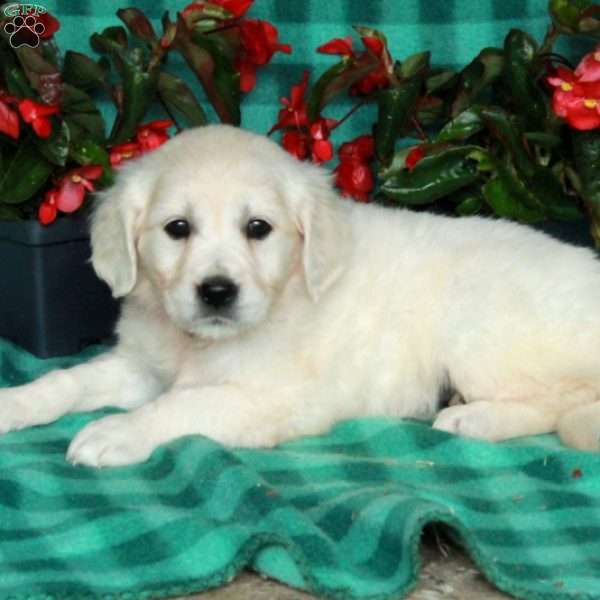 Ivy, English Cream Golden Retriever Puppy