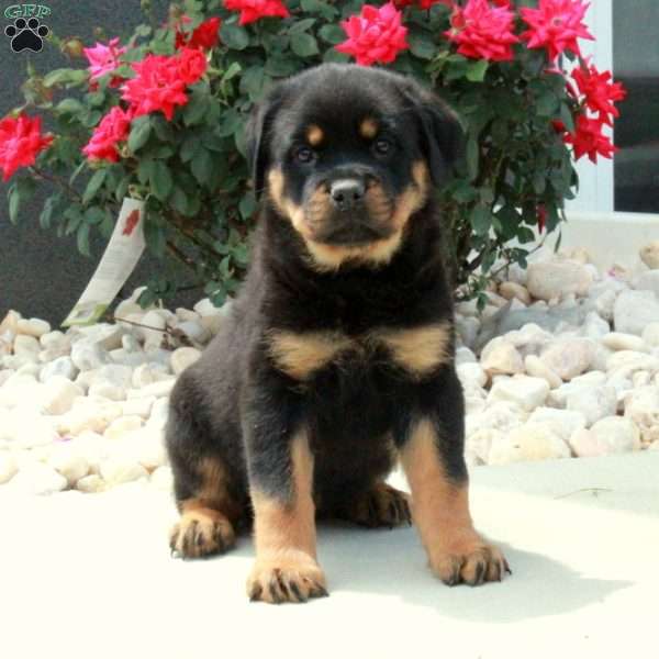 Ivy, Rottweiler Puppy