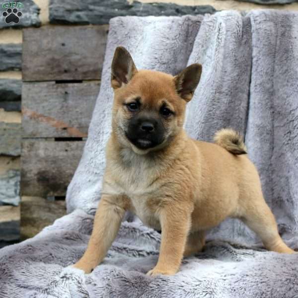 Ivy, Shiba Inu Mix Puppy